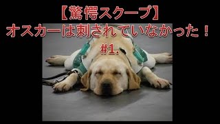 【衝撃スクープ！】　盲導犬オスカーは刺されていなかった！