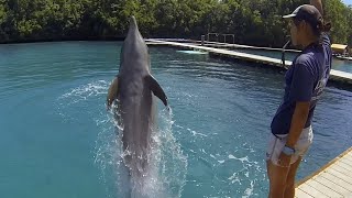 帛琉海豚灣生態中心 Palau Dolphins Pacific