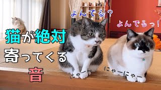 【検証】猫が寄ってくる鳴き声で母娘猫を呼んでみたらとんでもない結果に！！