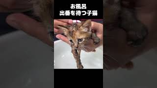 子猫をお風呂に入れていると後ろで待つもう一匹の子猫が…笑　#shorts