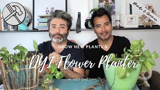 Growing Plants From Cuttings | DYI Planter Decor | How to Grow Devil's Ivy Plant