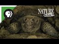 Do Animals Share? | NATURE Nuggets