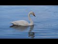 白鳥さんが帰って来た 阿寒摩周国立公園の魅力 摩周湖 屈斜路湖【4k】北海道 道東 阿寒摩周国立公園 絶景 弟子屈町 砂湯 癒し 観光 旅行