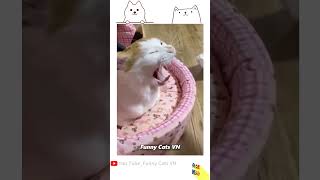 [숏생폼사] cat 표정만 세상 핫한 뮤지컬배우 ㅋㅋ😆😆#shorts #숏생폼사