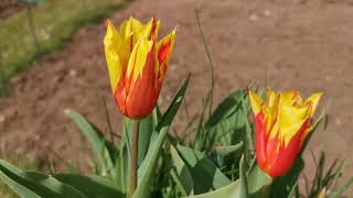 Tulip Fire Wings, a variegated tulip that looks burning in flames