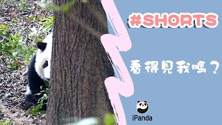 看得見我嗎？ | iPanda熊貓頻道 #Shorts