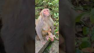 Stepmother with baby #monkey #shorts