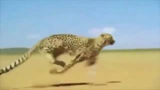 Speed of jaguar