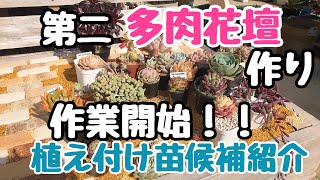 【多肉花壇】第ニの多肉花壇作り作業開始！植え付け苗の候補ご紹介します！