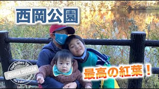 【公園】西岡公園の紅葉を見に行ってきたよ！