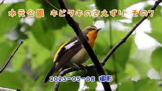 4K　水元公園　キビタキのさえずり　その7　2023 05 08　撮影