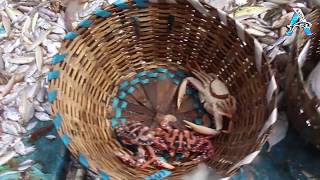 Traditional Octopus Fishing in Rodrigues