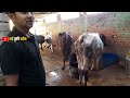 ग्रेजुएट होने के बाद घर में किया भैंसो का फार्म bihar ka buffalo farm buffalo farm dairy farming