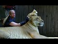 liger vs lion who is the strongest