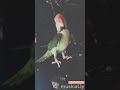 Alexandrine Parakeet dancing to Congratulations by Post Malone