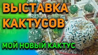 Выставка кактусов.  Astrophytum V-type. Уход за кактусами.