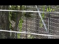 2012年8月25日　旭山動物園　シンリンオオカミ　裏マスで走り回るレラ