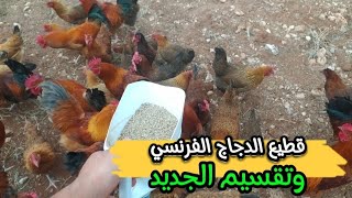 علاش ‼️حولت دجاج الفرنسي من الكوري ديال المسرح لكبير و كيفاش تعالج شخرة او كوريزا 💉 في القطيع