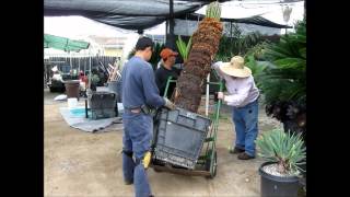 Sago Palm (Cycas revoluta) at Jurassic Garden -- Moving Large Re-Established Specimen