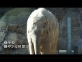 アジアゾウのアルン君幸せ授乳　ウタイママと穏やかな時間　上野動物園