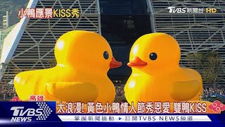 太浪漫! 黃色小鴨情人節秀恩愛 雙鴨KISS｜TVBS新聞 @TVBSNEWS01