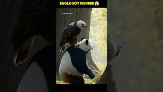 Panda helps the injured Eagle#trending#animals#youtube#shorts