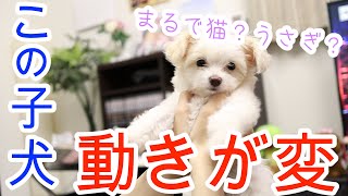 必見！おもしろ可愛い動きがたまらない子犬のチワプー【＃002】