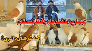 زحمت ده ماه باورتان نمیشود |بهترین کفتر های افغانستان | Most Popular \u0026 Expensive PIGEON of the world