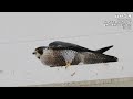 野鳥に癒される5分間part.21【秋の鳥】