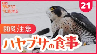 野鳥に癒される5分間Part.21【秋の鳥】