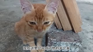 餐厅收养流浪猫，客人纷纷力挺老板，网友：请善待宠物