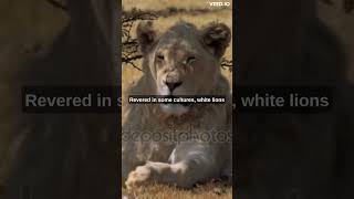 Rare and Majestic: The Fascinating World of White Lions