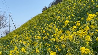 2022/01/26　閏住の菜の花畑　その４　〜愛媛県伊予市〜