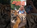 2023泰國自駕pattaya抱老虎 抓尾巴 拿虎腳tiger park pattaya @bb.travel life