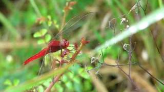 ショウジョウトンボ　（Crocothemis servilia mariannae） 2009    Video 16