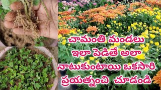 chamanthi plant care in telugu | chamanthi plant cuttings | chrysanthemum cuttings #chamanthi