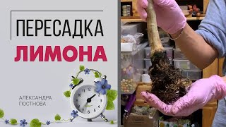 Пересадка лимона - как правильно пересадить цитрус, не навредив. И как понять- пора пересаживать?