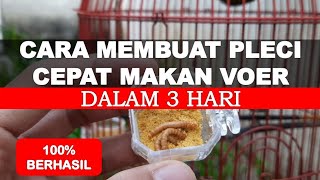 Cara Pleci Cepat Makan Voer Dalam 3 Hari #pleci