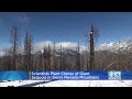 Scientists Plant Clones Of Giant Sequoias In Sierras