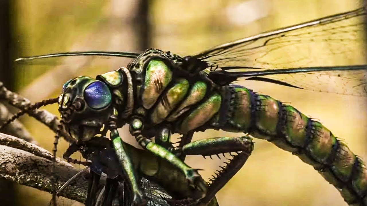 Prehistoric Giant Bugs The Carboniferous Period When Giant Insects