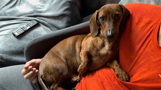 Mini dachshund after a long walk