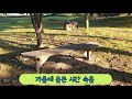 여운tv petty happiness day 소소한 행복의 날 여운이의 vlog1