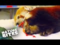 Jung the Red Panda Passes Away |  Nature Bites