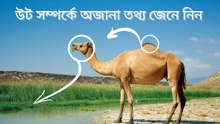 মরুজাহাজ উটের বিস্ময়কর জীবন । The wonderful life of desert ship camels । camels facts