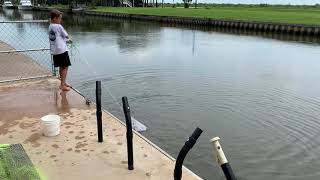 Cast netting some Finger Mullet for bait