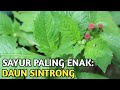 KENALAN SAMA DAUN SINTRONG, UDAH PERNAH MAKAN BELUM?