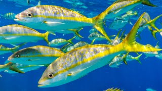Pan Seared {Wild Caught} YellowTail Snapper w/ Home Made Caesar Salad Dressing (Tasty Tuesday)