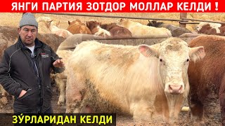 ЯНГИ ПАРТИЯ ЗОТДОР МОЛЛАР КЕЛДИ ЗУРЛАРИ КЕЛДИ !!! АЛИ ОҒАНИ ФЕРМАСИ !!! ХОРАЗМ БОЗОР