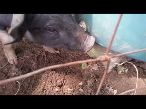 How To Make A Pig Waterer How To Make A Pig Waterer