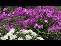 Cloudburst Phlox